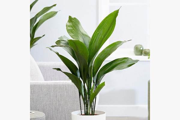 نگهداری گیاهان آپارتمانی :برگ عبایی