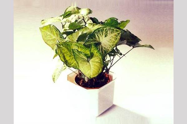 گیاهان آپارتمانی : نحوه نگهداری سینگونیوم