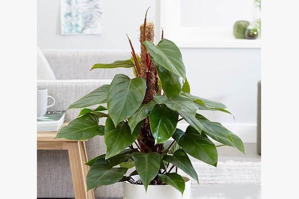 نگهداری گیاهان آپارتمانی :فیلودندرون
