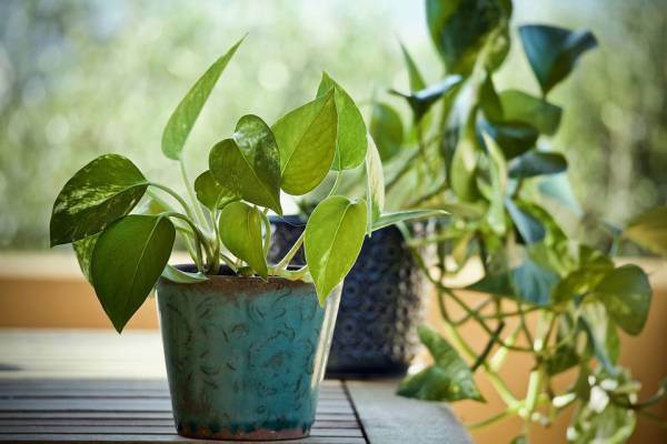 نگهداری گیاهان آپارتمانی :پوتوس