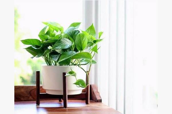نگهداری گیاهان آپارتمانی : پوتوس