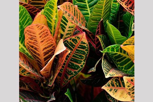 گیاهان آپارتمانی : کروتون Croton
