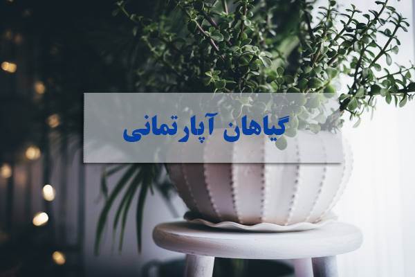 Read more about the article نگهداری گیاهان آپارتمانی – قسمت دوم