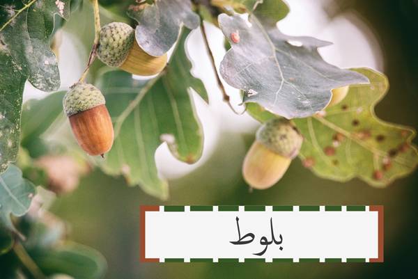 Read more about the article چوب بلوط