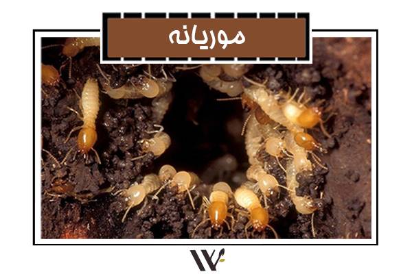 Read more about the article موریانه