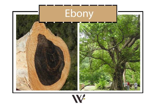 چوب ebony