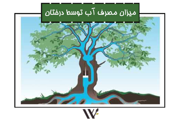 Read more about the article میزان مصرف آب توسط درختان
