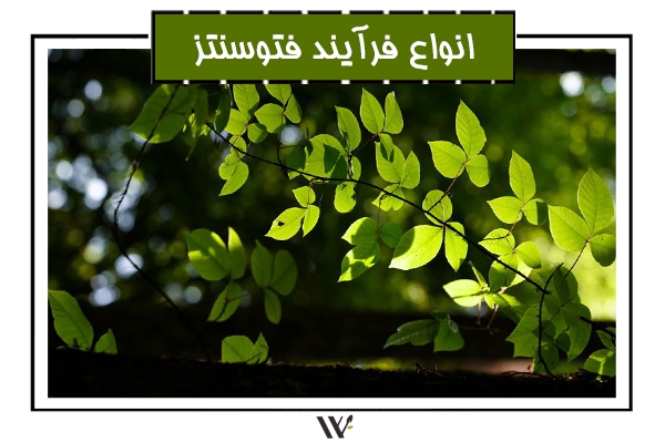 Read more about the article انواع فرایند فتوسنتز