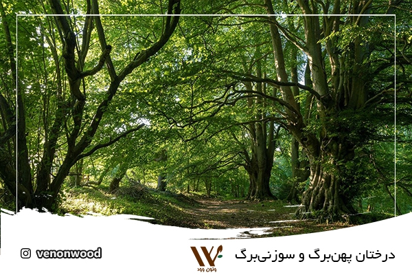 Read more about the article درختان پهن‌برگ و سوزنی‌برگ